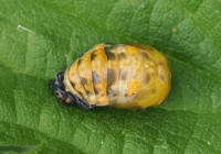 P6071930